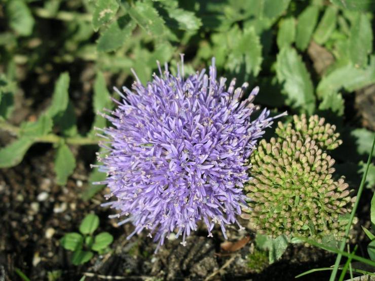 Jacquinin henkitorvi