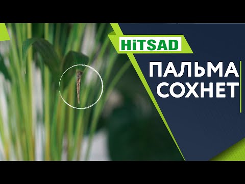 Hvorfor GØR BLADENE SORT nær palmet i rummet ✔️ Pas på palmet hjemme