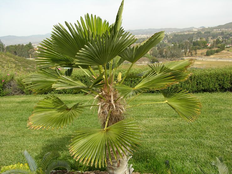 Trachikarpus to-segment