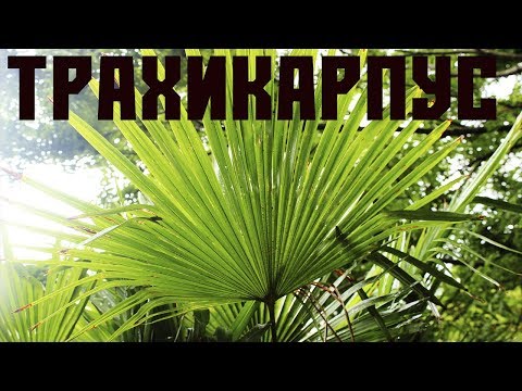 Trachikarpus er en fanpalm.