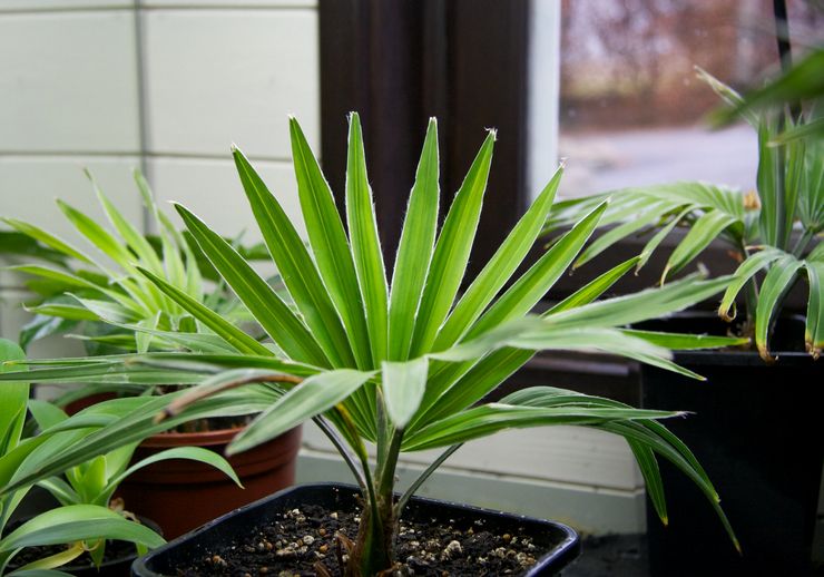 Omsorg for trachycarpus derhjemme