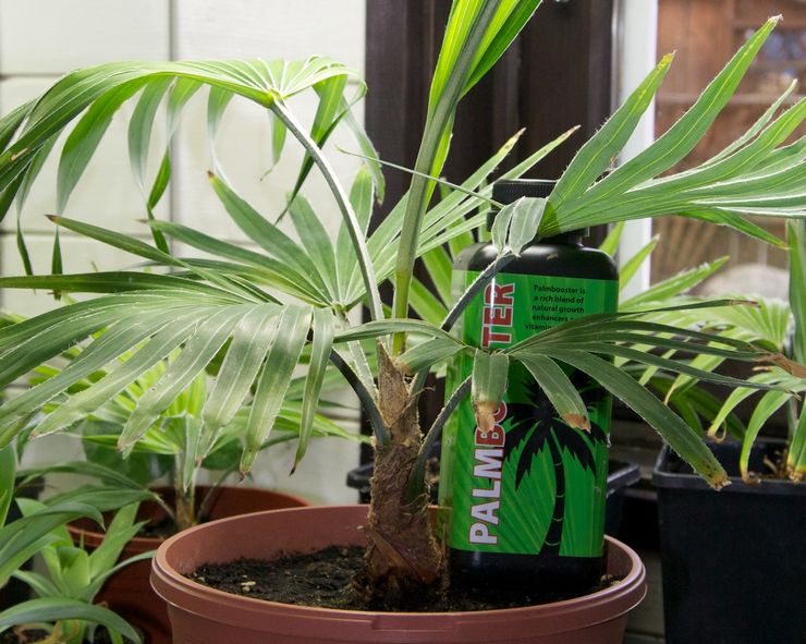 Dyrkning af trachycarpus