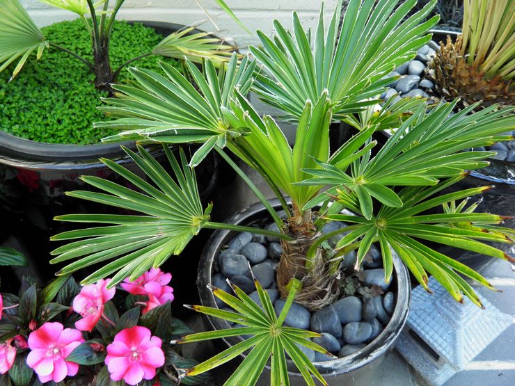 Vanding af trachikarpus