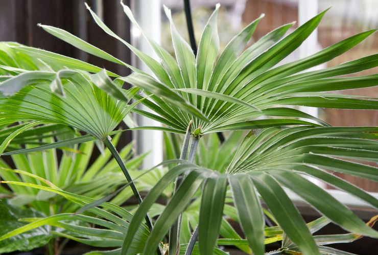 Trachycarpus plante
