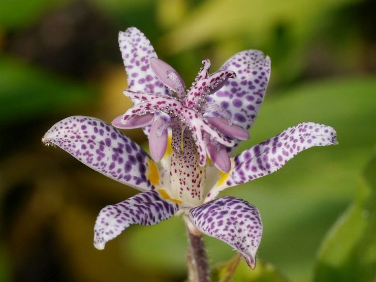 Tricyrtis maculata
