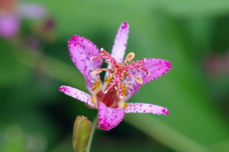 Tricyrtis langbenet