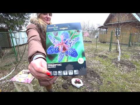 TRITSIRTIS. BETINGELSER FOR VÆKST OG LANDING I JORDEN