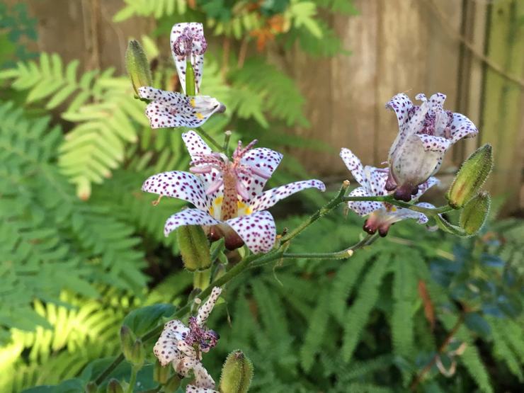 Reproduktion og transplantation