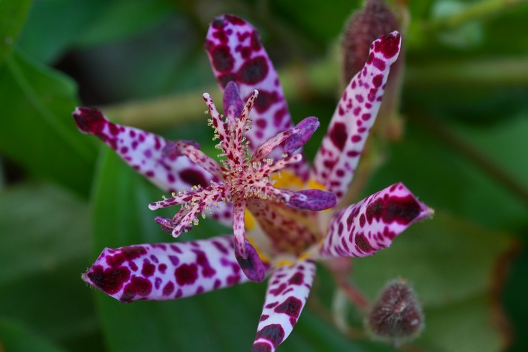 Tricirtis taiwanese
