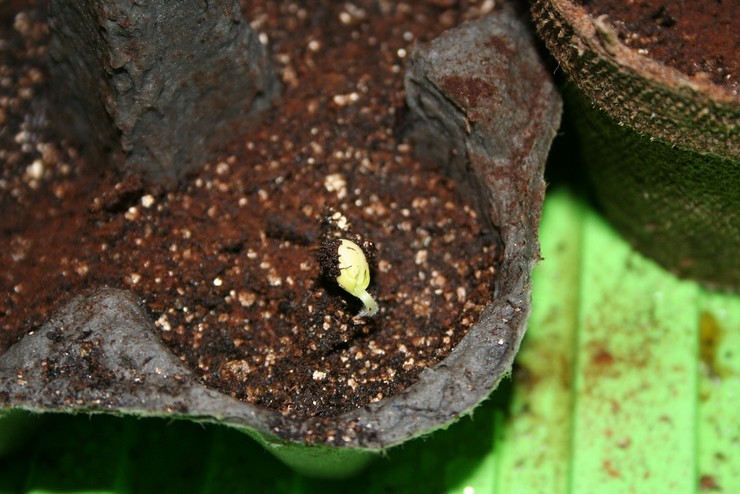 تزايد التونبيرجيا من البذور