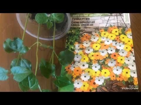 ثونبيرجيا. من البذر إلى الإنبات!