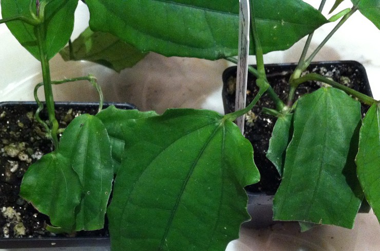 زراعة التونبيرجيا في أرض مفتوحة