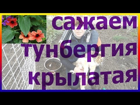 زهرة تونبيرجيا الرائعة. رعاية زراعة زراعة بذر شتلات تونبيرجيا.