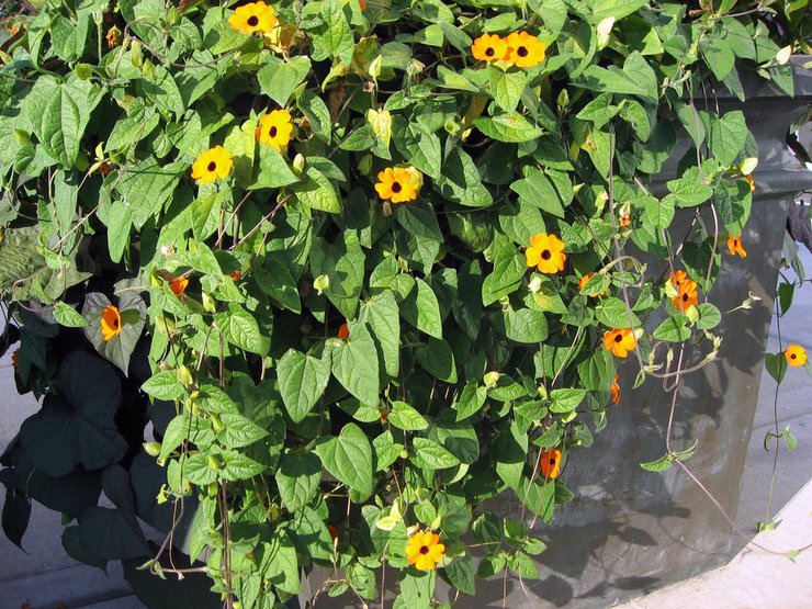 رعاية Tunbergia