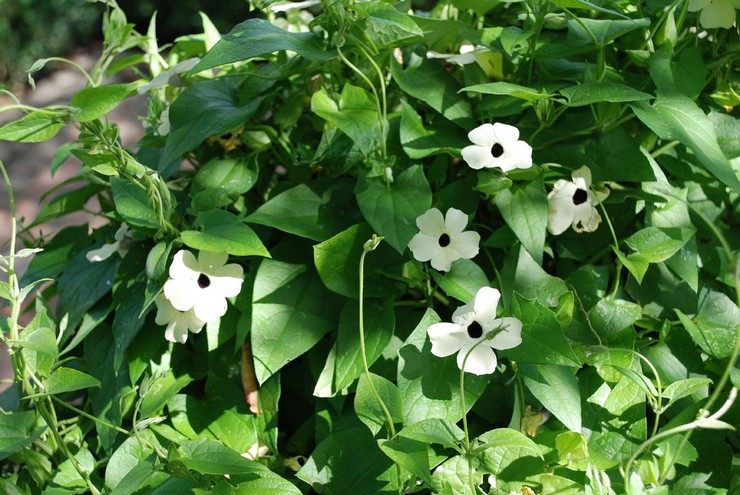 أنواع وأصناف تونبيرجيا