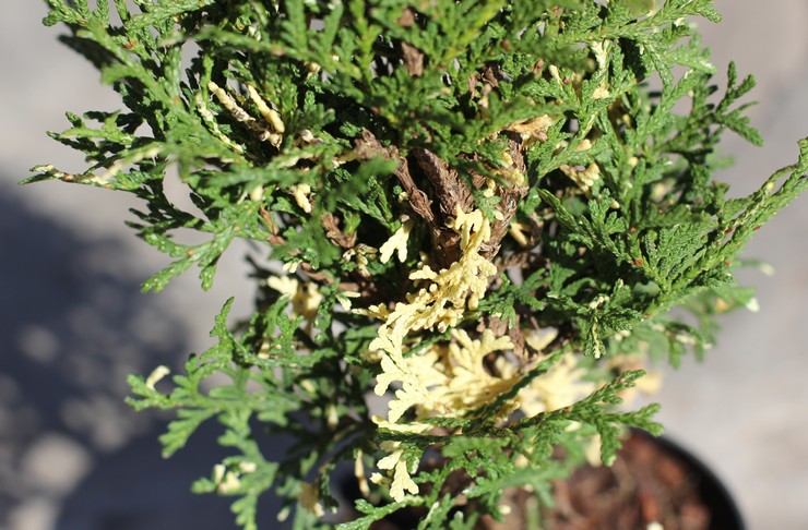 Tuholaiset ja sairaudet