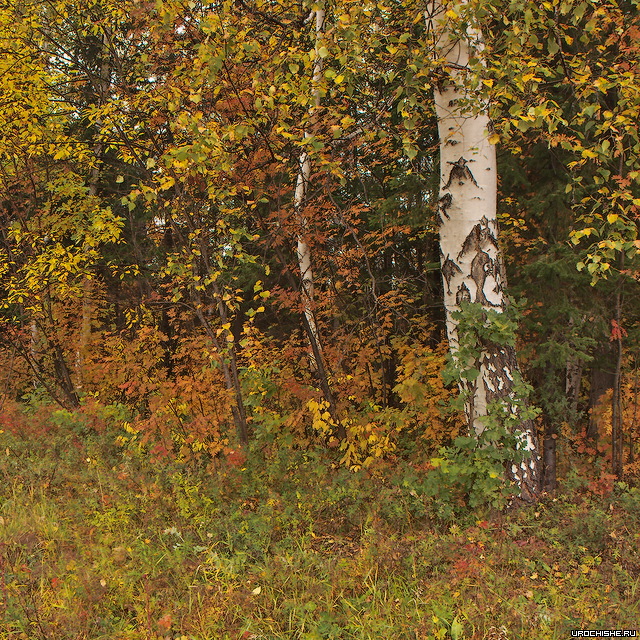 الحرارة النوعية لاحتراق الوقود: الفحم ، الحطب ، الغاز