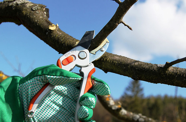 Po dôkladnom vyčistení môžete pristúpiť k prerezaniu ovocných stromov.