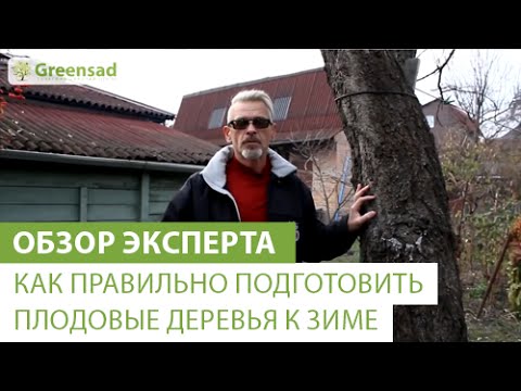 Ako správne pripraviť ovocné stromy na zimu