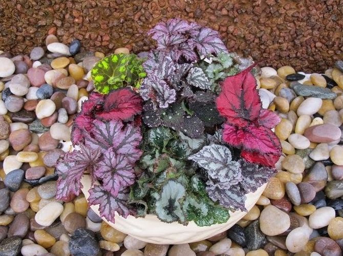 Begonia. Kotihoito. Kuninkaallinen begonia