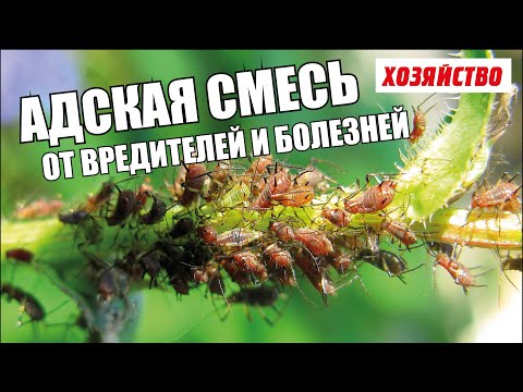 Helvetin sekoitus sairauksia ja tuholaisia vastaan puutarhassa ja vihannespuutarhassa