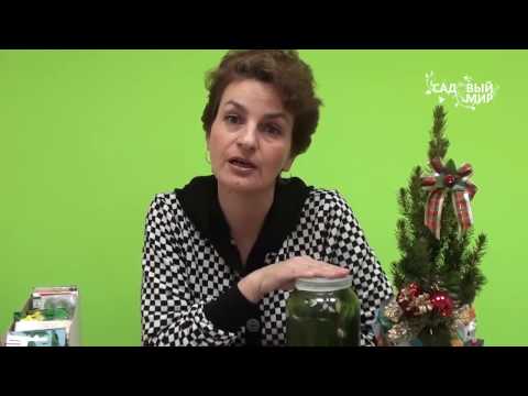 كيف ينمو الخيار ليكون دائمًا مع الحصاد. موقع