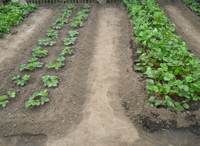 Generelle principper for funktion af en smal seng