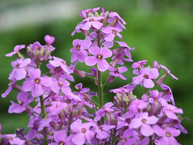 Yövioletti - kasvaa ja hoitaa