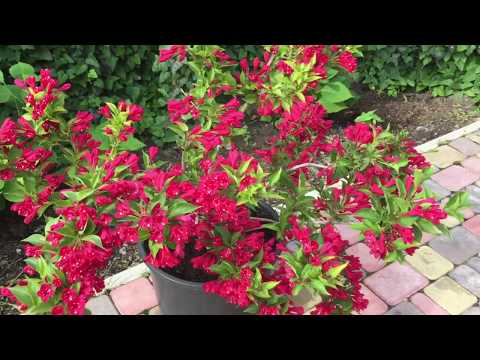 WEIGELA. Reproduktion ved stiklinger efter blomstring