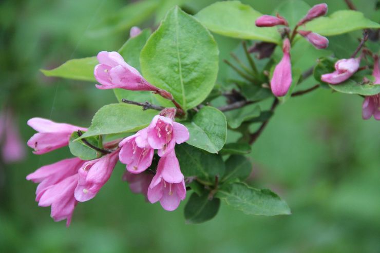 Weigela tidligt