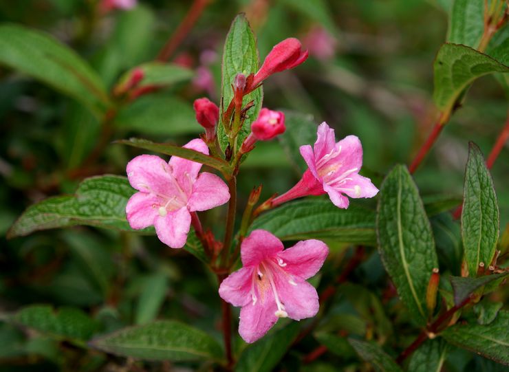 Beskrevet af weigels