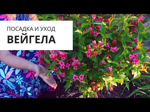 Weigela: plantning, afgang, overvintring