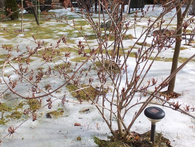 Weigela efter blomstring