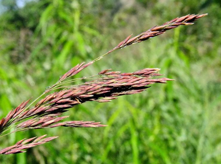 وينيك الأرجواني