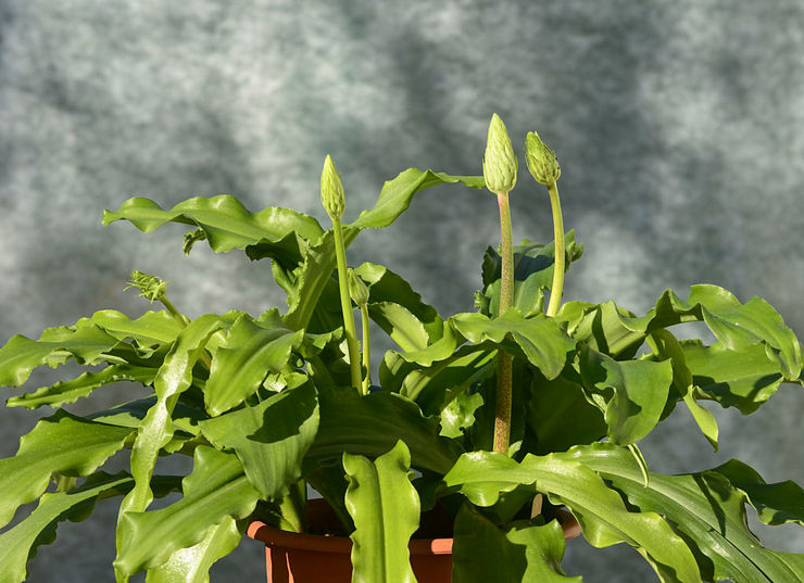 For den fulde udvikling og vækst af weltheimia kræves en stabil temperatur - fra 10 til 20 grader Celsius