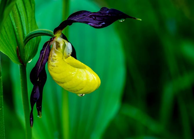 Lady's tohveli - kasvaa ja hoitaa kotona