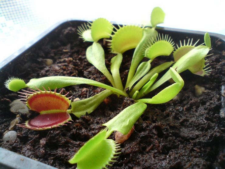 Flycatcher -leviäminen lehtien pistokkailla