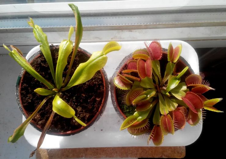 Perhonen jäljentäminen jalkaterän avulla