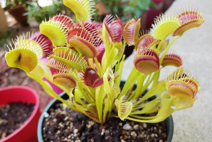 Venus -flytrapin tyypit ja lajikkeet valokuvilla ja nimillä