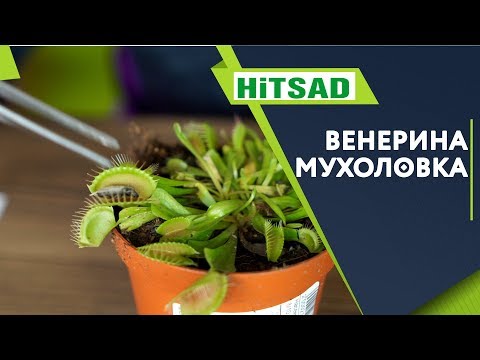 VENERINA -kärpässieppari tai Dionea ✔️ LÄHETTÄVÄN KASVIN HOITO ✔️ Syötä perhosia