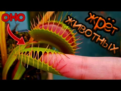 Tämä ENTERATORY kasvi syö jopa eläimiä! Venuksen kärpäsloukku tai Dionaea (Dionaea muscipula)!