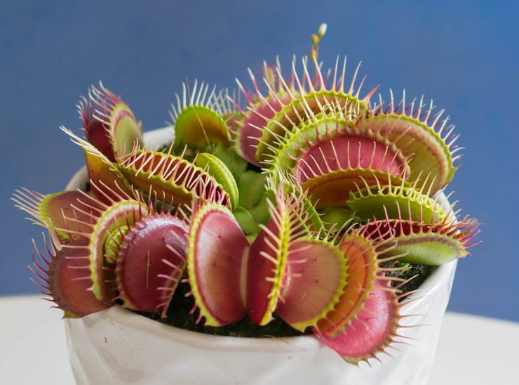 Venuksen kärpäskasvi