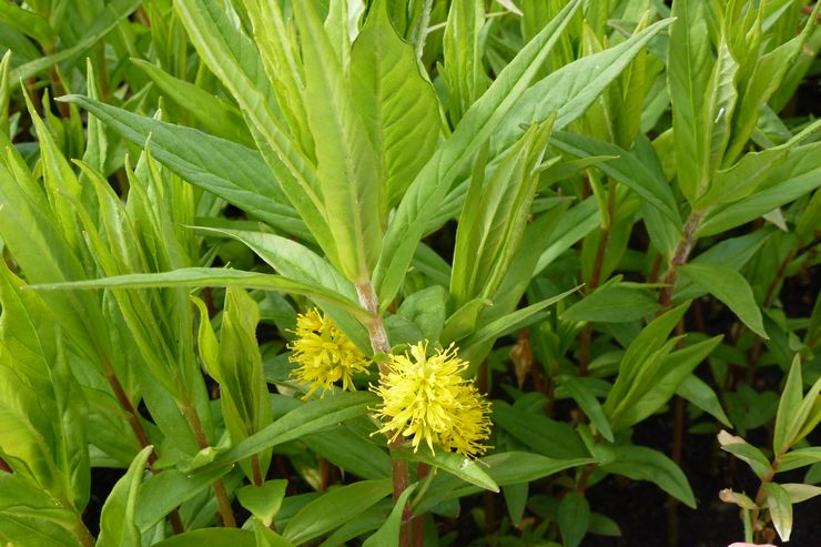 Χρώμα βούρτσας Verbeynik