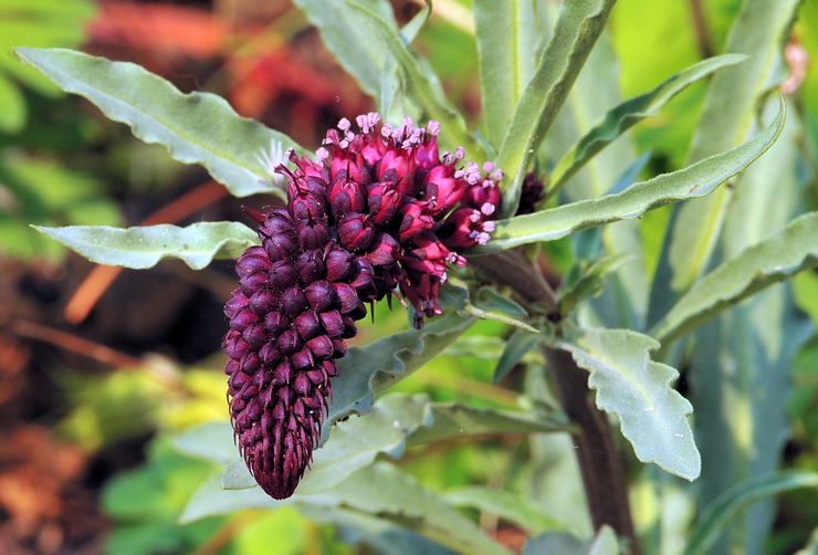 Looseberry μαύρο-μοβ