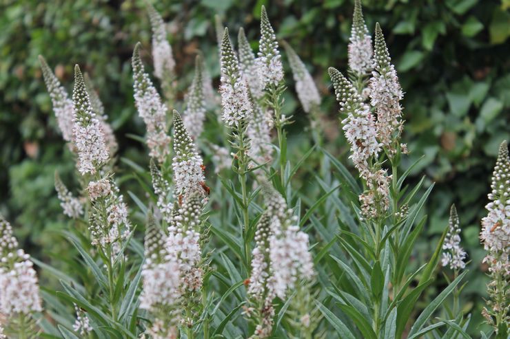 Loafers εφήμερα