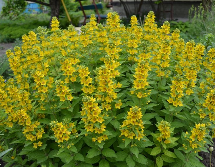 Verbeinik στο σχεδιασμό τοπίου