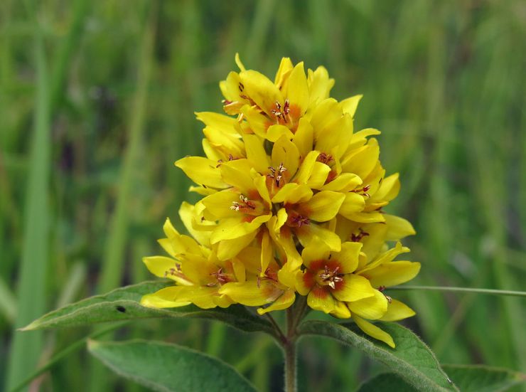 Ιδιότητες Loosestrife: οφέλη και βλάβες