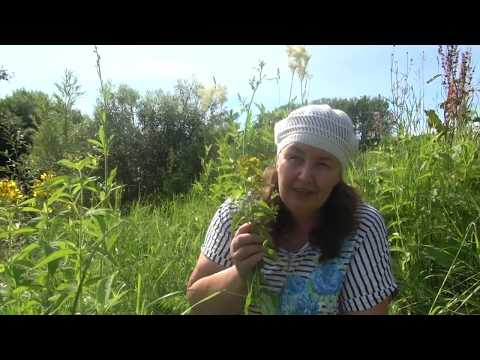 VERBEANIK REGULAR || Χρήσιμες ιδιότητες και εφαρμογή