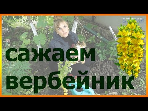 Φύτευση Looseweed καλλιέργεια φροντίδα παράσιτα ασθένεια σίτιση Looseweed αναπαραγωγή