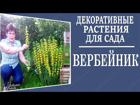 Πολυετή λουλούδια για τον κήπο. Loosestrife